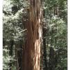 View the image: Otway Fly canopy and forest floor walk