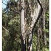 View the image: Otway Fly canopy and forest floor walk