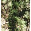 View the image: Otway Fly canopy and forest floor walk