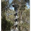 View the image: Otway Fly canopy and forest floor walk
