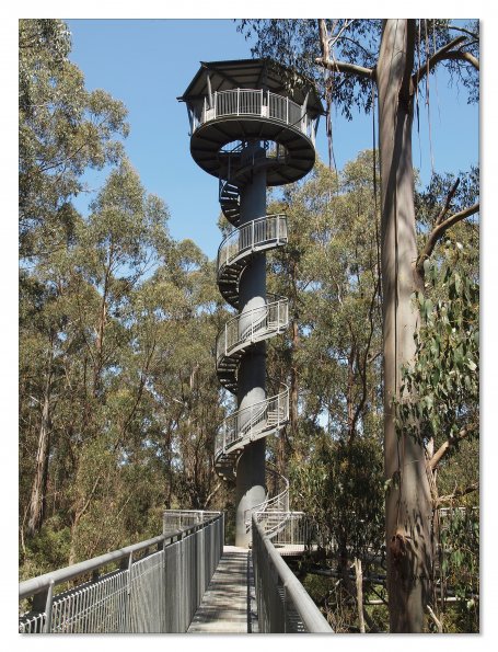 Otway Fly canopy and forest floor walk