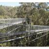 View the image: Otway Fly canopy and forest floor walk
