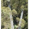 View the image: Otway Fly canopy and forest floor walk