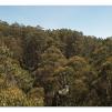 View the image: Otway Fly canopy and forest floor walk