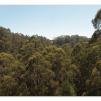 View the image: Otway Fly canopy and forest floor walk