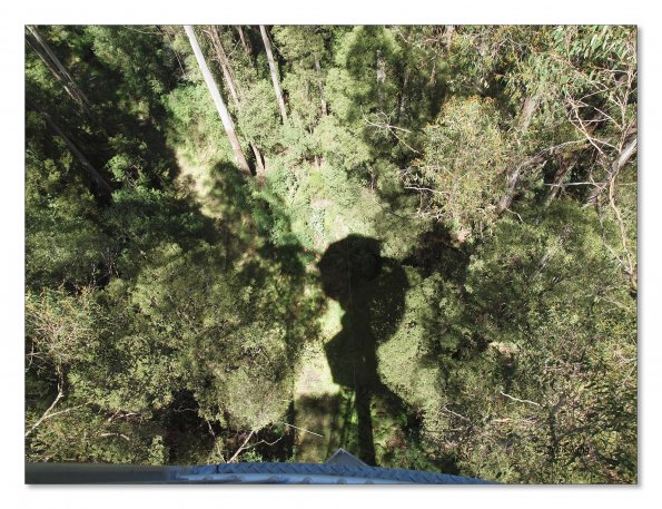 Otway Fly canopy and forest floor walk
