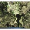 View the image: Otway Fly canopy and forest floor walk