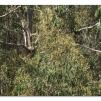 View the image: Otway Fly canopy and forest floor walk