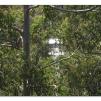 View the image: Otway Fly canopy and forest floor walk