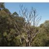 View the image: Otway Fly canopy and forest floor walk