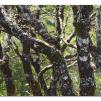 View the image: Otway Fly canopy and forest floor walk
