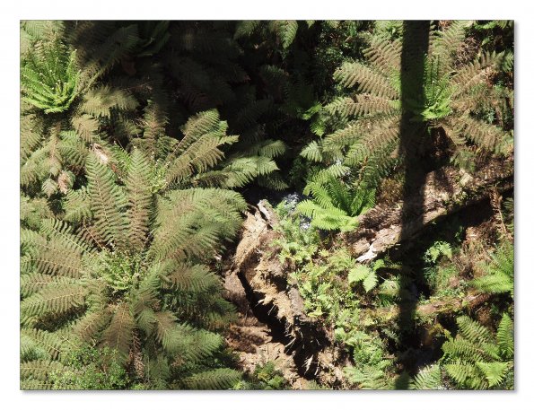 Otway Fly canopy and forest floor walk