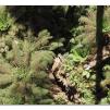View the image: Otway Fly canopy and forest floor walk