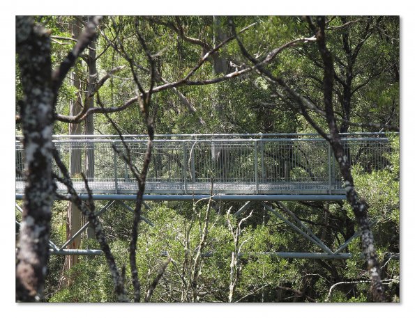 Otway Fly canopy and forest floor walk