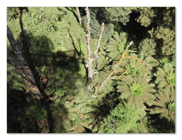 Otway Fly canopy and forest floor walk