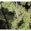 View the image: Otway Fly canopy and forest floor walk