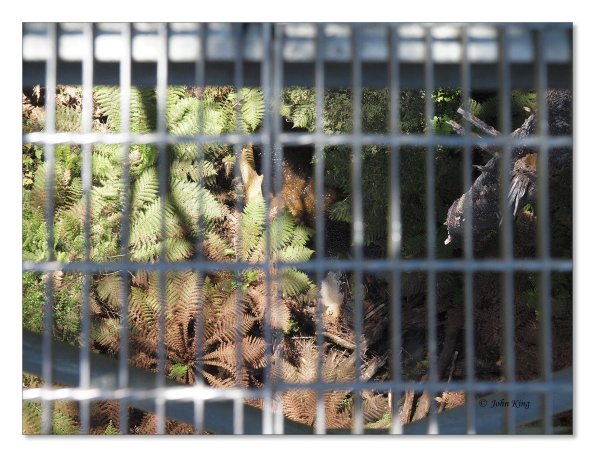 Otway Fly canopy and forest floor walk