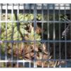 View the image: Otway Fly canopy and forest floor walk