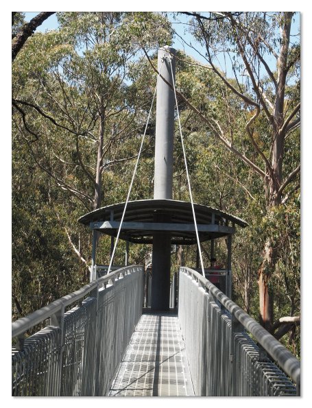 Otway Fly canopy and forest floor walk