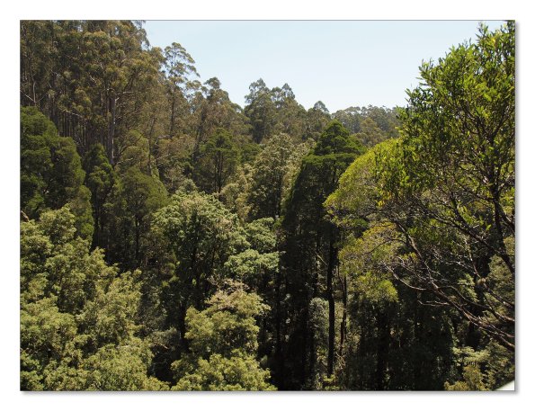 Otway Fly canopy and forest floor walk