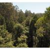 View the image: Otway Fly canopy and forest floor walk