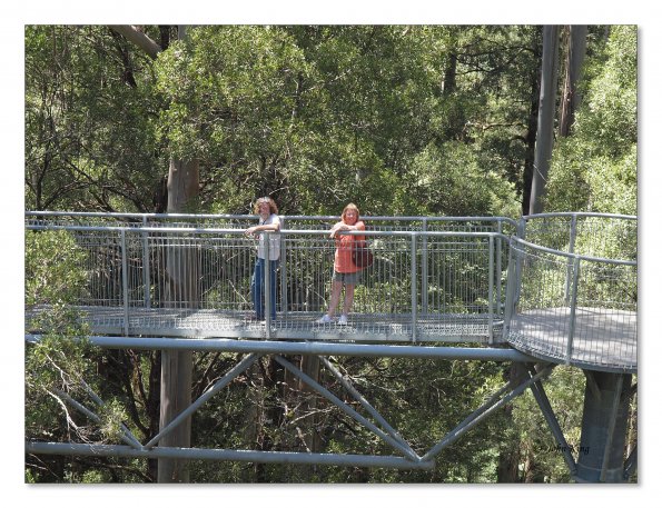 Otway Fly canopy and forest floor walk