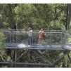 View the image: Otway Fly canopy and forest floor walk