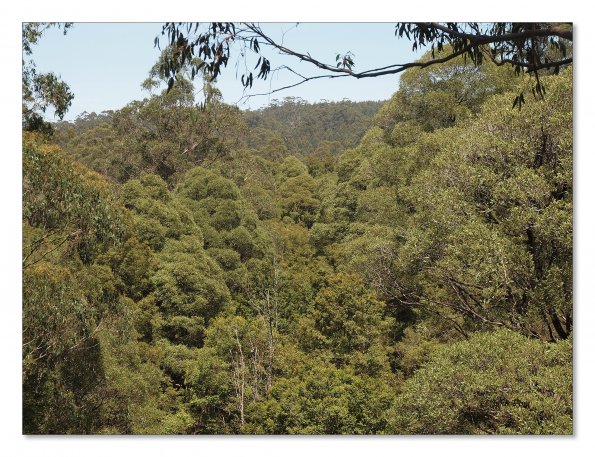 Otway Fly canopy and forest floor walk