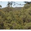 View the image: Otway Fly canopy and forest floor walk