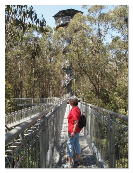 Otway Fly canopy and forest floor walk