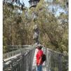 View the image: Otway Fly canopy and forest floor walk