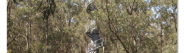 Otway Fly:
Otway Fly canopy and forest floor walk