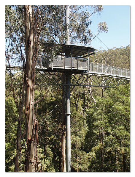 Otway Fly canopy and forest floor walk