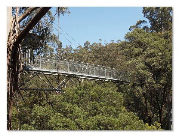 Otway Fly canopy and forest floor walk