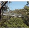 View the image: Otway Fly canopy and forest floor walk