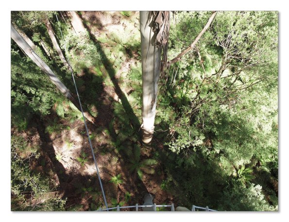 Otway Fly canopy and forest floor walk