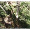 View the image: Otway Fly canopy and forest floor walk