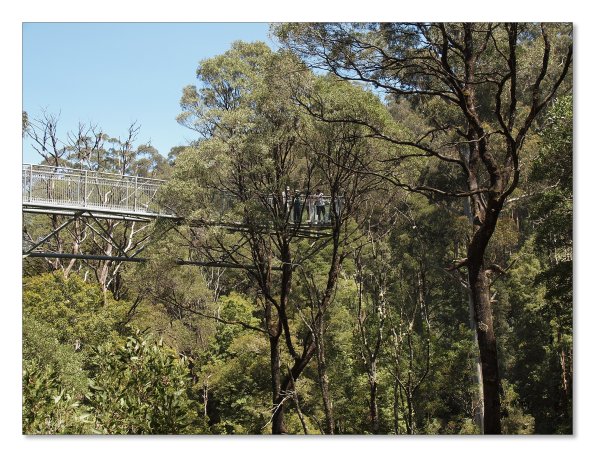 Otway Fly canopy and forest floor walk