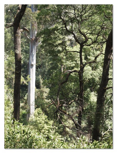 Otway Fly canopy and forest floor walk