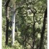 View the image: Otway Fly canopy and forest floor walk