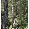 View the image: Otway Fly canopy and forest floor walk