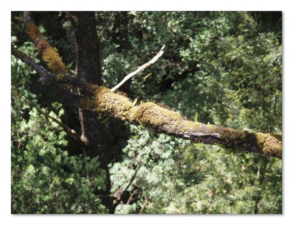 Otway Fly canopy and forest floor walk