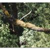 View the image: Otway Fly canopy and forest floor walk