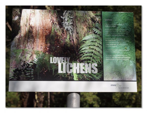 Otway Fly canopy and forest floor walk