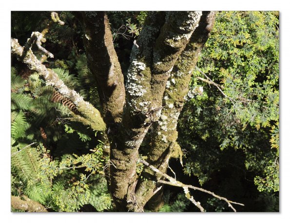 Otway Fly canopy and forest floor walk