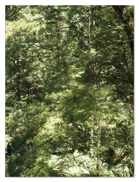Otway Fly canopy and forest floor walk