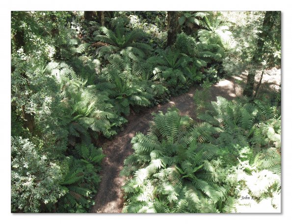 Otway Fly canopy and forest floor walk