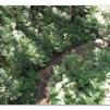 View the image: Otway Fly canopy and forest floor walk