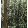 View the image: Otway Fly canopy and forest floor walk