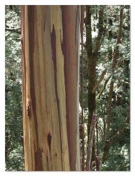 Otway Fly canopy and forest floor walk
